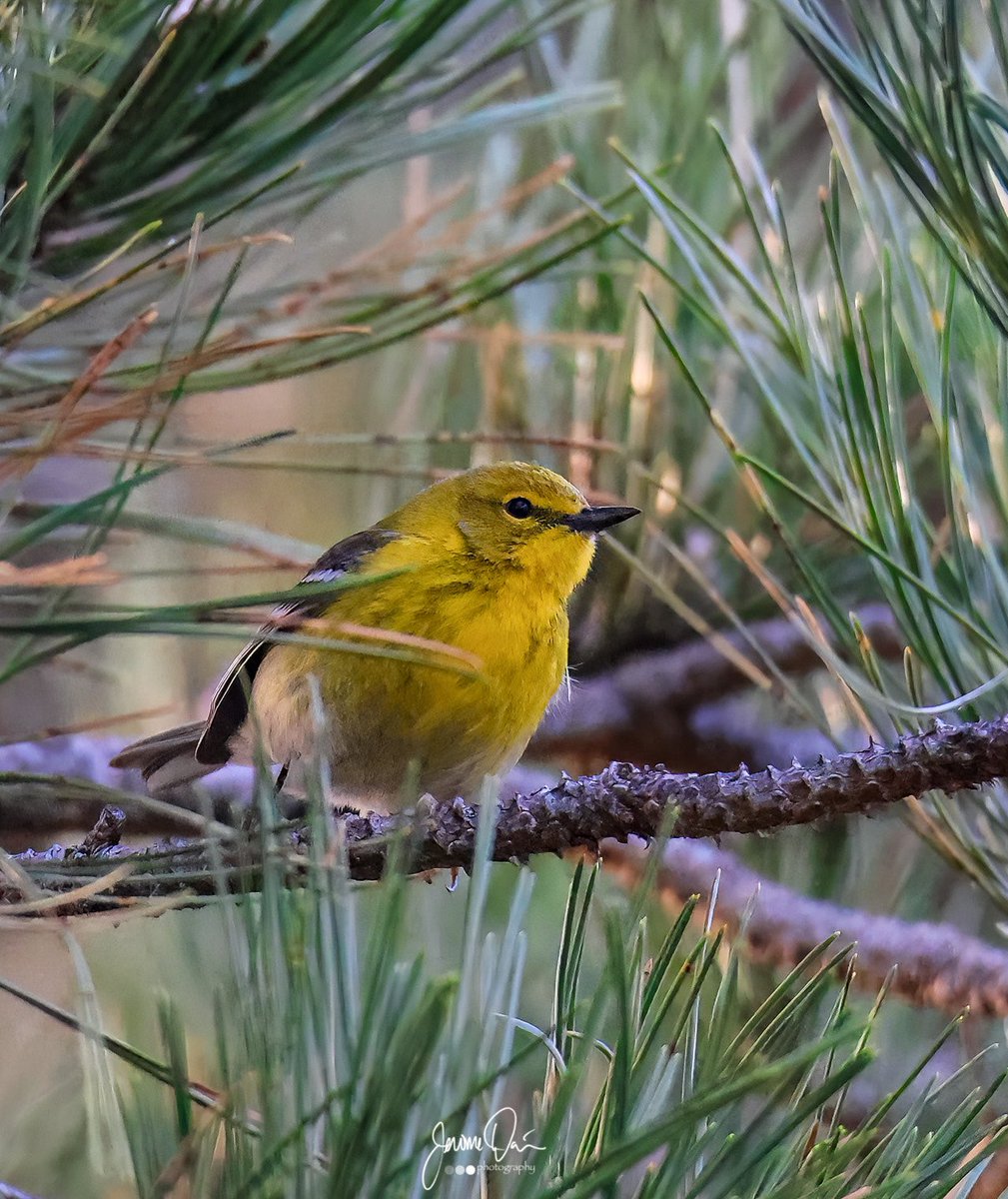 Jerome Davis tweet media