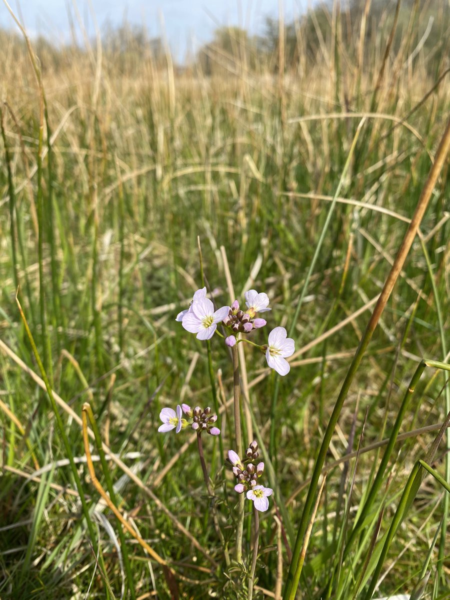 Cuckoo Flowers on Southrepps Common this weekend #wildflowerhour #norfolk