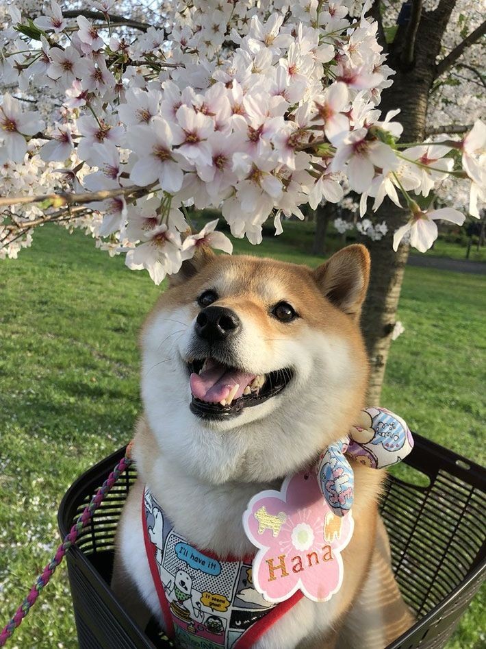 おはようございます☀

4月24日の月曜日。日本ダービー記念日🐎一粒万倍日🌾東武ワールドスクウェア開園。

今週も1週間みんなが無事に健康に何事もなく過ごせますように🍀

今日もご安全に✨ﾋﾟｼｯ

#Mamiラジ

#ラジオ川越

#nack5

#glm795

#smile795