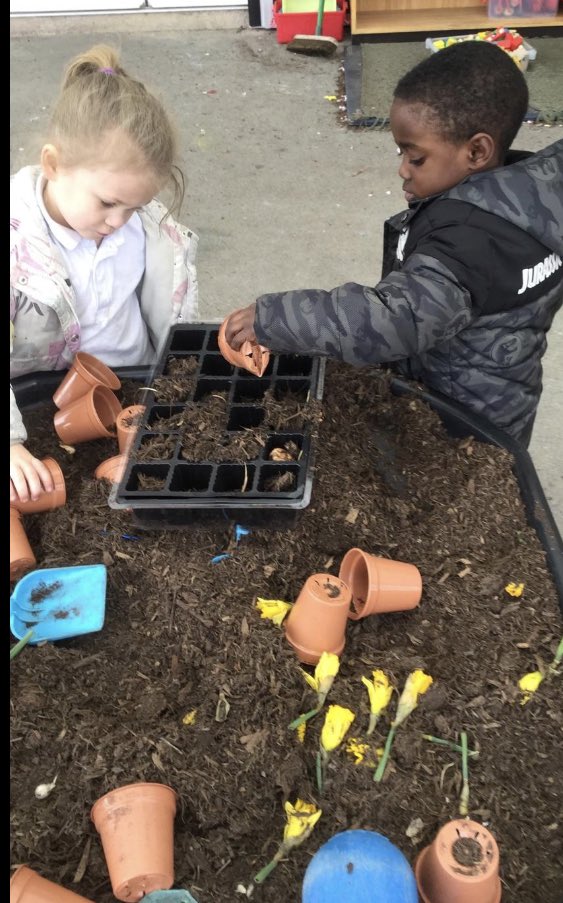 Meadowside Sunflowers Nursery tweet media