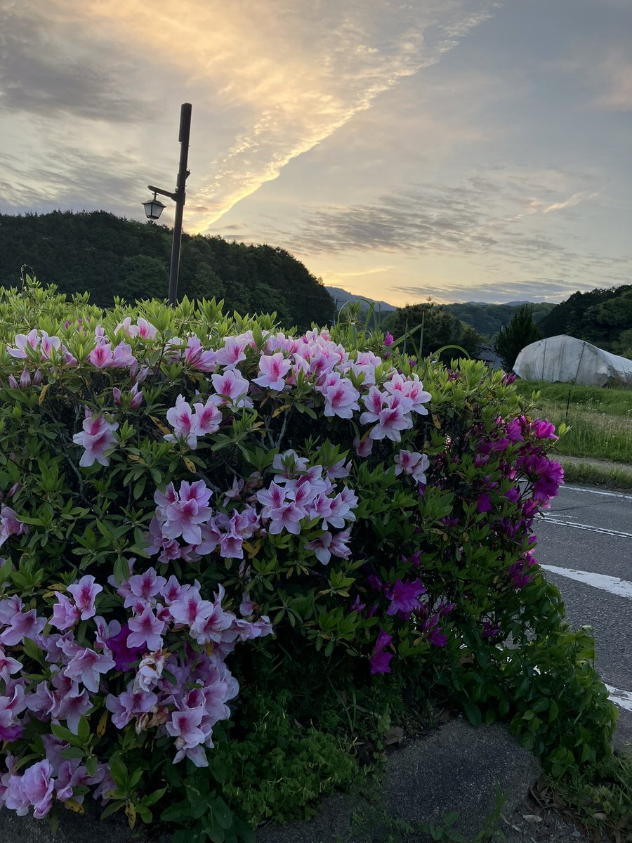 RPG85378111's tweet photo. 今がツツジの満開です。本当に名前の由来通り、立ち止まって見てしまいました。 https://t.co/Z3muW8k2df