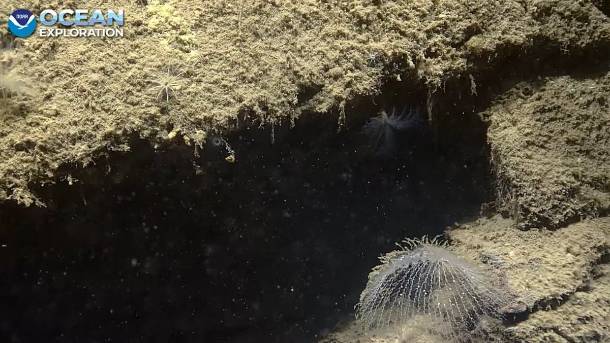 one for the bryozoan folks <a href="/oceanexplorer/">NOAA Ocean Exploration</a> #Okeanos #WestCoastShakedown