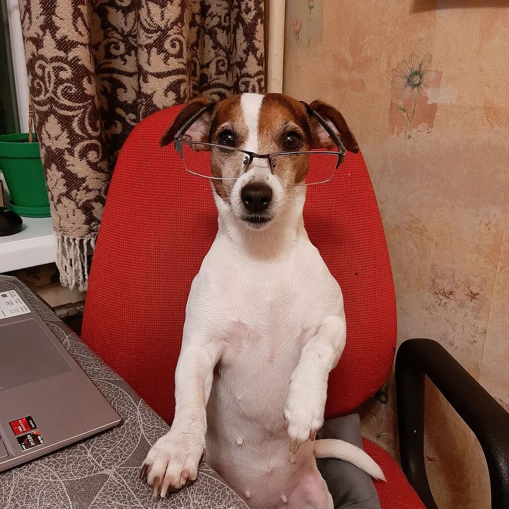 Beleckiy's tweet image. Джесі на роботі. 😎😅
.
.
#doglover #pet #jackrussellsofinstagram #instadog #jessijrt #джекрасселтерьер #собака #myjrt #jrt #jackrussellterrier #dogs #jrtofinstagram #jrtlove #ilovemydog #jackrussell #джекрассел #nature #cute #jackrussellsofig #ilovedo… instagr.am/p/CrZFh0_M5kM/