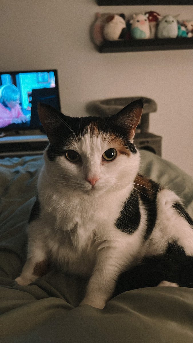 bexveliza's tweet photo. she missed me sm while i was in hospital, keeps tryna climb on me nd won’t leave my side 🥹🫶🏻 https://t.co/uwLnDr9jja