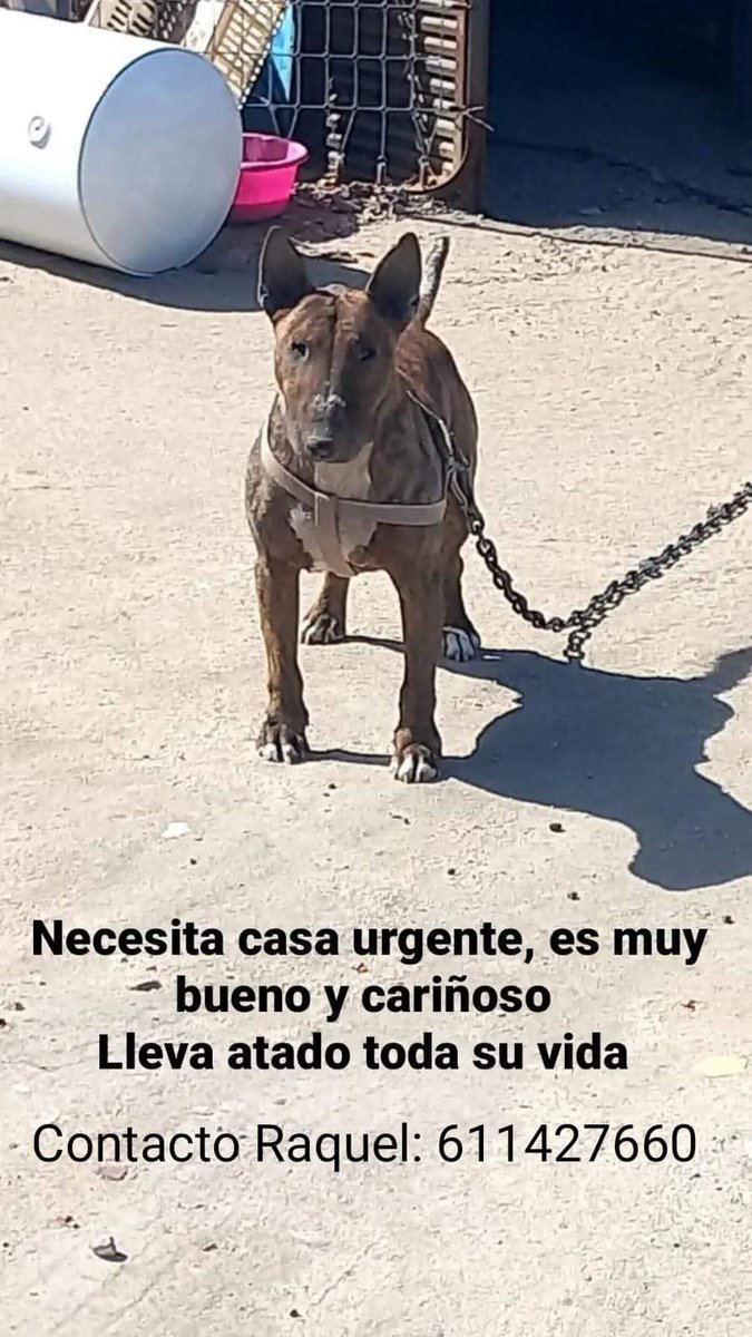 Atado toda la vida 😢 💔