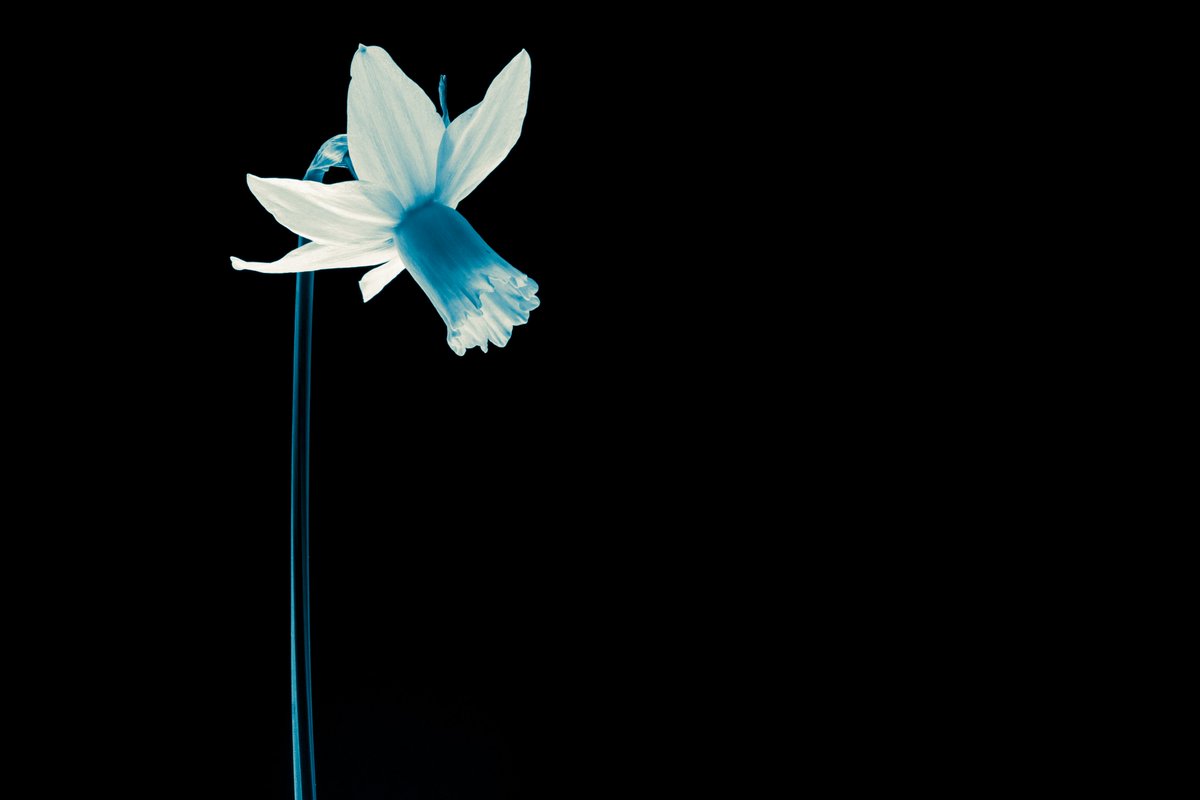 Robert Barker 🦆☂ tweet media