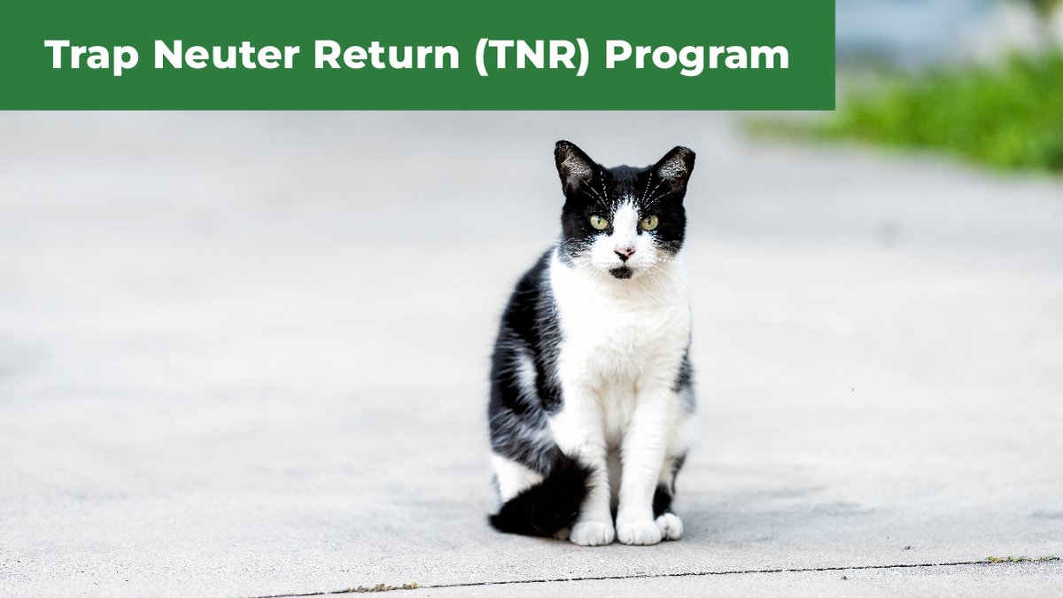 City of London on Twitter "TrapNeuterReturn (TNR) is a method for