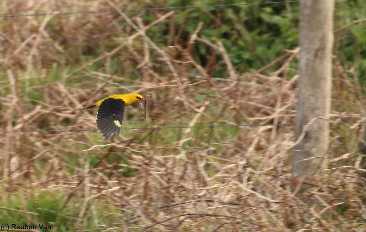 Not many better looking birds in Britain… delightful views of the continuing male Golden Oriole at Chapel Carn Brea this evening @CBWPS1