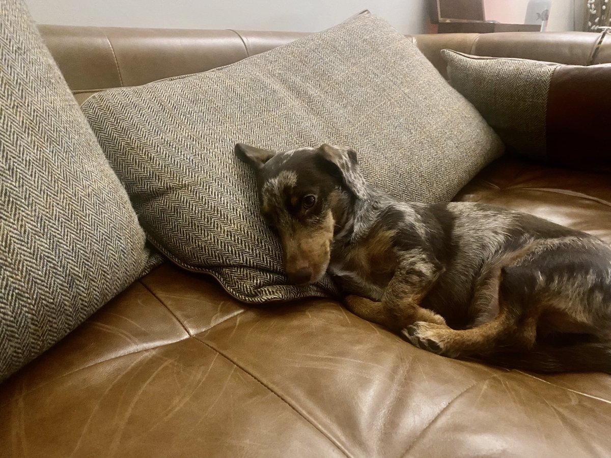 #ozzydog #jackshund #dogsoftwitter  “Just keeping your seat warm” #snoozeyoulose