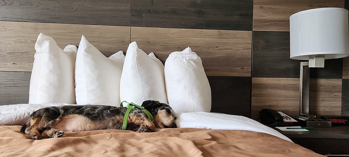 Rufus is putting the quality in Quality Inn &amp; Suites. #ChoiceHotels