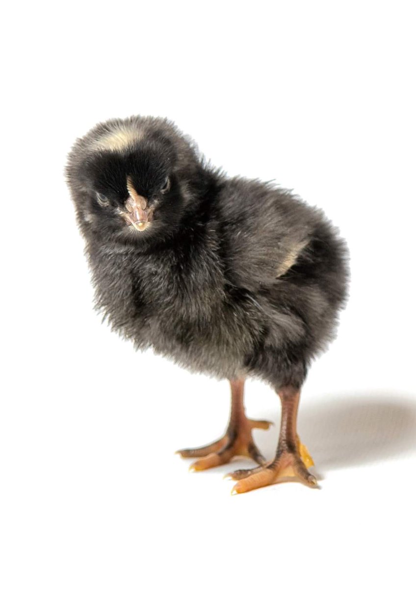 Chicken Shoot #1