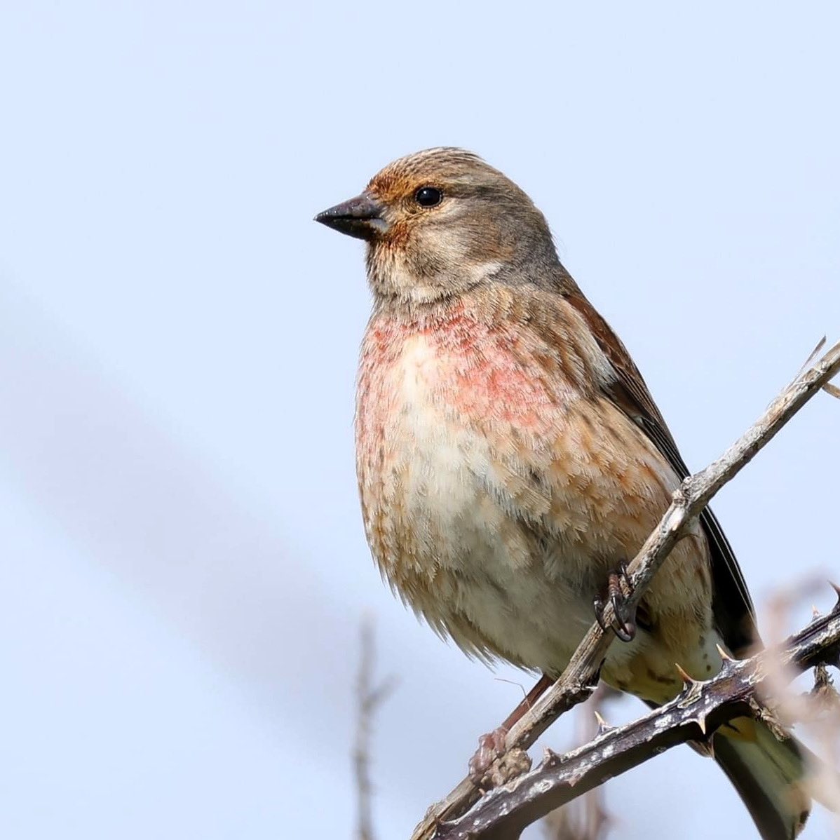 lill_dunne's tweet photo. Linnet from Helvick Head. @BirdWatchIE @BiodCon_ie @BioDataCentre @Irishwildlife #WaterfordWildlife #HelvickHead #linnet #NaturePhotograhpy #EarthDay #BirdsOfTwitter https://t.co/PSWT1x6AvC