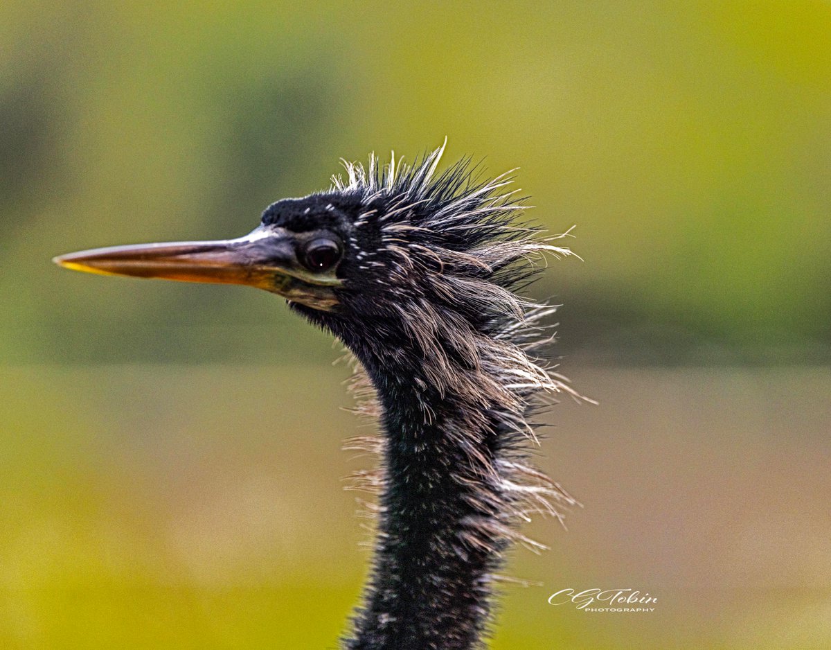 Feather blow-out... Anhinga male sunning.  #birds #anhinga #feathers #wildlifeonearth