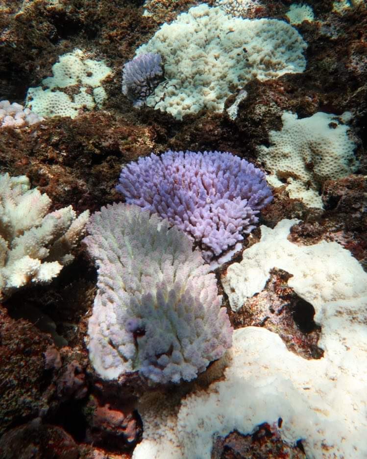 Coral Reef Ecology Lab (@coralreefecolab) on Twitter photo Hot off the press! We know that some coral taxa are more susceptible to coral bleaching than others. However, new research by <a href="/burn_deborah/">Deborah Burn</a> et al. suggests the size of a coral colony and the severity of bleaching events interact to influence the likelihood of a colony to bleach! Hot off the press! We know that some coral taxa are more susceptible to coral bleaching than others. However, new research by <a href="/burn_deborah/">Deborah Burn</a> et al. suggests the size of a coral colony and the severity of bleaching events interact to influence the likelihood of a colony to bleach!