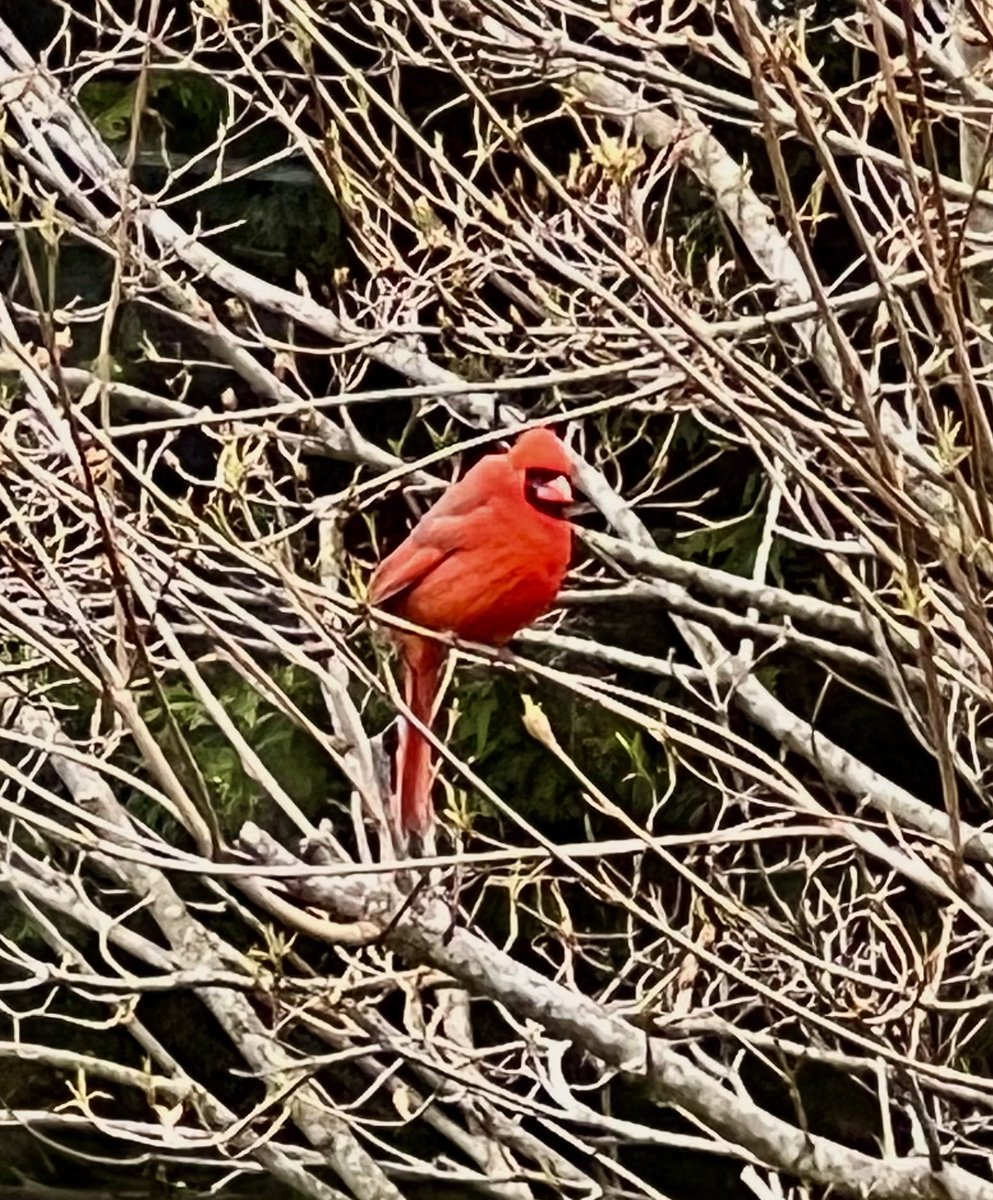 mcapiraso's tweet photo. Cardinal sighting bringing peace, joy, and hope… 😊 #Cardinal #birds #birdwatching #birdphotography https://t.co/OjtbWPLkVt