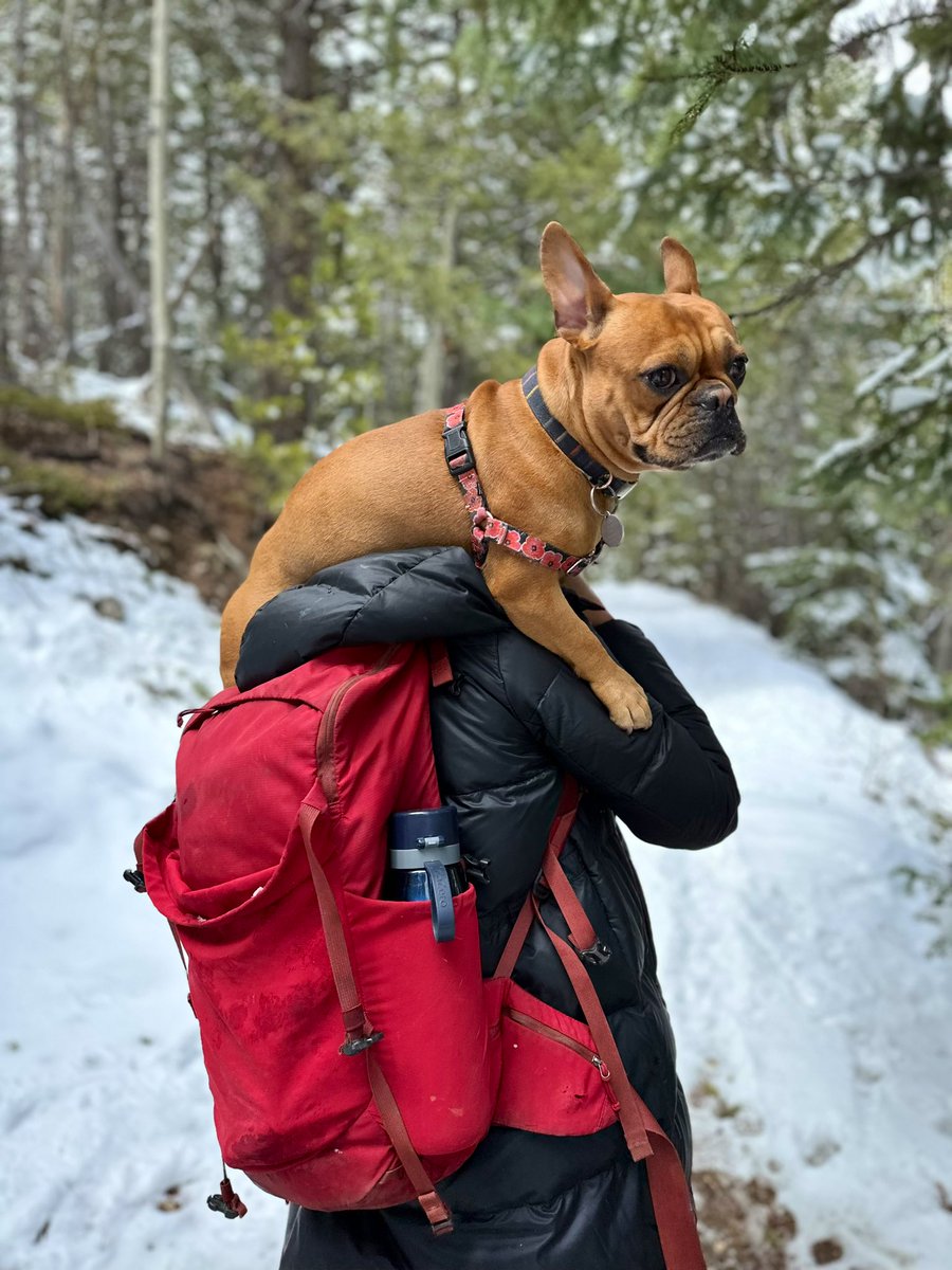 BrisaPenaUCD's tweet photo. Enjoying the beautiful white mountains after yesterday snowstorm
Also little Yoda doesn’t like to get his belly wet, but I don’t mind carrying him 🤍🤍🤍
Hike: not marked, but it’s to the other side of Beaver Brook Watershed Trailhead (Evergreen)
#dogmom #exploreCO https://t.co/N7FDMuRlFO