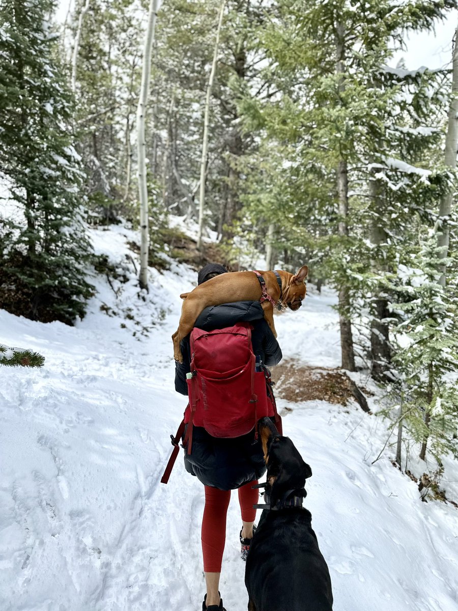 BrisaPenaUCD's tweet photo. Enjoying the beautiful white mountains after yesterday snowstorm
Also little Yoda doesn’t like to get his belly wet, but I don’t mind carrying him 🤍🤍🤍
Hike: not marked, but it’s to the other side of Beaver Brook Watershed Trailhead (Evergreen)
#dogmom #exploreCO https://t.co/N7FDMuRlFO
