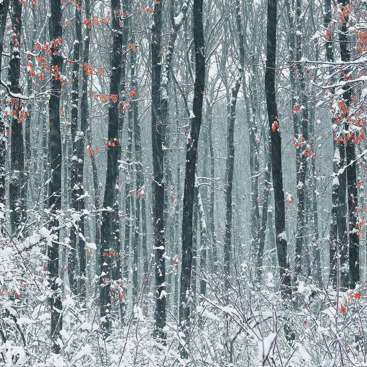 micca_art's tweet photo. Gn 🌜

____
Winter ❄️ https://t.co/1YC3KnozXK