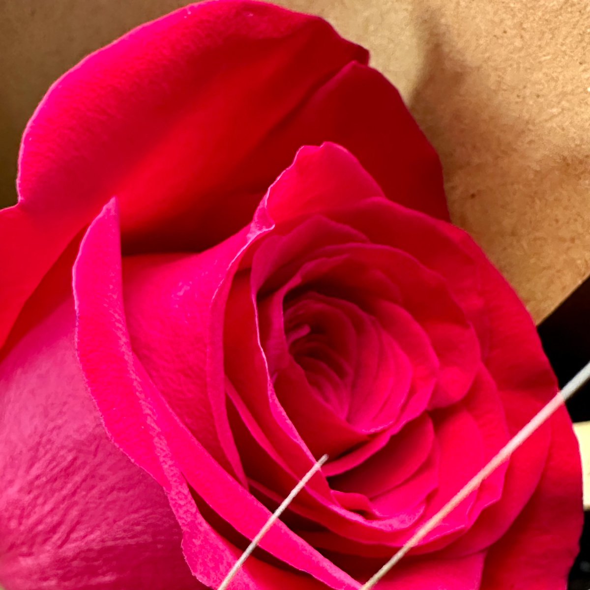 CruzLopezAndres's tweet photo. #santjordi https://t.co/TLEALq8q2k