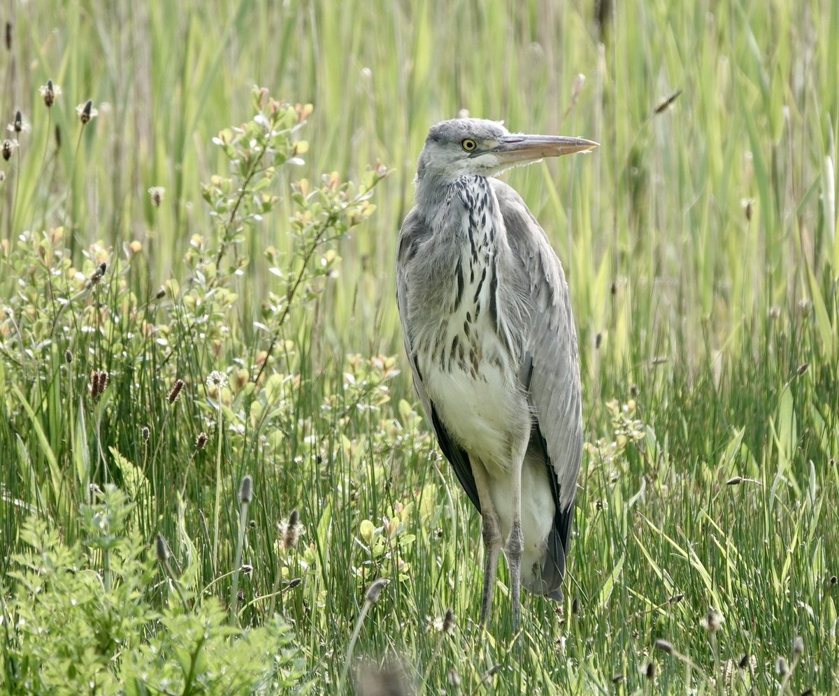 Heron at Rue de Berger’s nature reserve #birdwatching #Naturephography #Guernsey