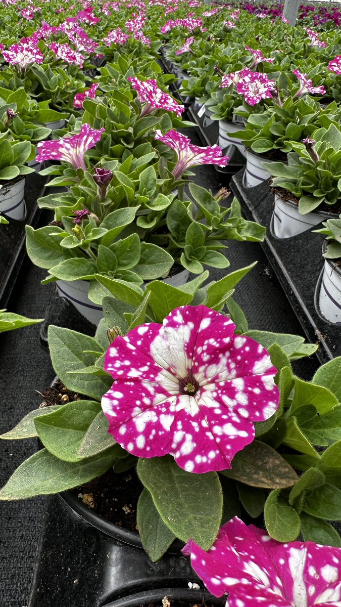 Tanya Carvalho (@tanyacbloomdiva) on Twitter photo Beautiful blooms around every turn at Rainbow Greenhouses Inc. today in Alberta! Thank you Lawrence Slingerland and Rob O'Hara for the hospitality! Happy shipping! 🌸☀️ #letsgetgrowing #ilovemyplantjob #bloomdiva #flowersmakemehappy #bloom #spring #flowers <a href="/SelectaOneNA/">Selecta One</a> Beautiful blooms around every turn at Rainbow Greenhouses Inc. today in Alberta! Thank you Lawrence Slingerland and Rob O'Hara for the hospitality! Happy shipping! 🌸☀️ #letsgetgrowing #ilovemyplantjob #bloomdiva #flowersmakemehappy #bloom #spring #flowers <a href="/SelectaOneNA/">Selecta One</a>