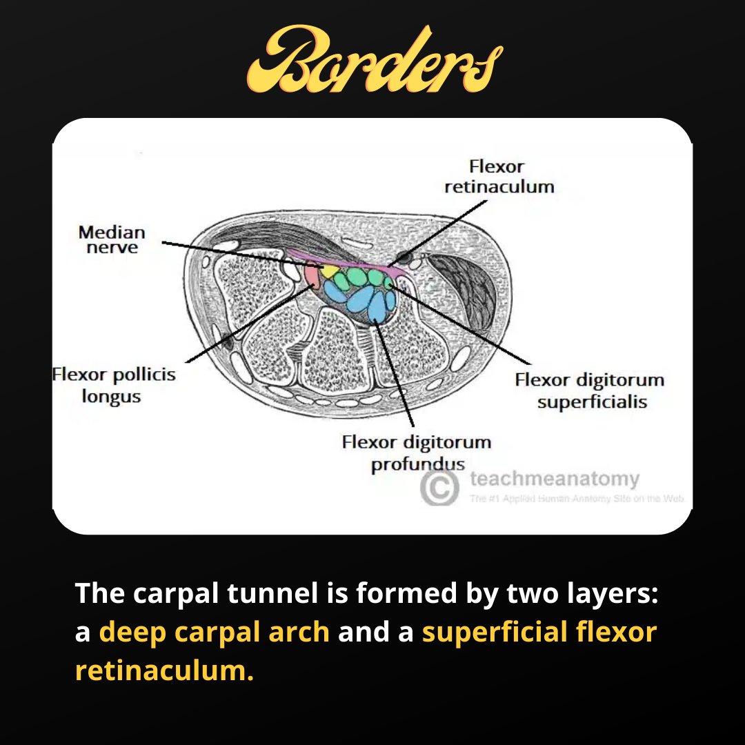 TeachMeAnatomy on Twitter "The Carpal Tunnel 👋 Carpal Tunnel Anatomy