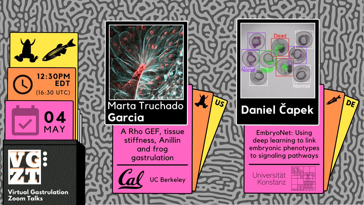 Virtual Gastrulation Zoom Talks (@vgzt2020_21) on Twitter photo Next Thursday May 4th <a href="/SpartanS100tist/">Marta Truchado-Garcia</a> from the <a href="/gastrulateordie/">Richard Harland</a> lab will tell us about tissue stiffness & 🐸 gastrulation, & <a href="/Danielkocapek/">Daniel Čapek</a> from <a href="/Devbiokonstanz/">Müller Lab</a> will reveal how to use deep learning to connect phenotypes and signaling pathways. See you there! Next Thursday May 4th <a href="/SpartanS100tist/">Marta Truchado-Garcia</a> from the <a href="/gastrulateordie/">Richard Harland</a> lab will tell us about tissue stiffness & 🐸 gastrulation, & <a href="/Danielkocapek/">Daniel Čapek</a> from <a href="/Devbiokonstanz/">Müller Lab</a> will reveal how to use deep learning to connect phenotypes and signaling pathways. See you there!