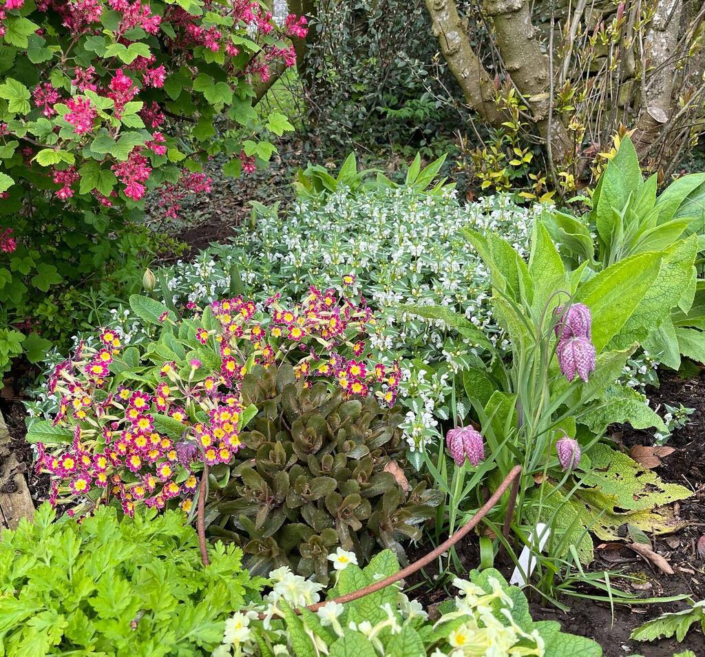SuePrinceArtist's tweet photo. My secret garden- #lush
.
.
.
#springgarden
#lookingforward #folkartist #studioonafarm #peakdistrictnationalpark #staffordshire #derbyshire #haybarngallery #opentovisitors #eggtempera #eggtemperafolkart #eggtemperapainting #yearout #evaluating #timeout #timetocreate https://t.co/hmXS1sI9IV