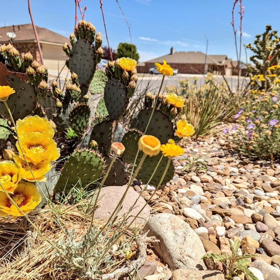 mccoshsm's tweet photo. Spring yard update! The lawn removal is established. Native perennials and annuals make up 90% of the plants. Bees, butterflies, other insects and birds love it! #LessLawn #Pollinators #UrbanEcology #Wildlife #garden https://t.co/nLyXrn8gSz