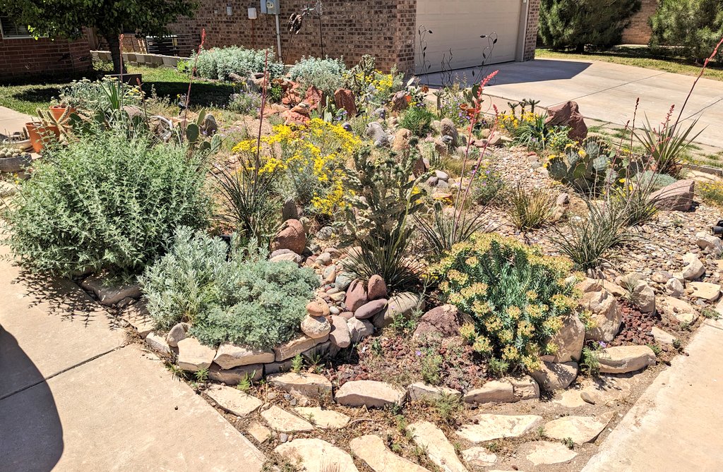 mccoshsm's tweet photo. Spring yard update! The lawn removal is established. Native perennials and annuals make up 90% of the plants. Bees, butterflies, other insects and birds love it! #LessLawn #Pollinators #UrbanEcology #Wildlife #garden https://t.co/nLyXrn8gSz