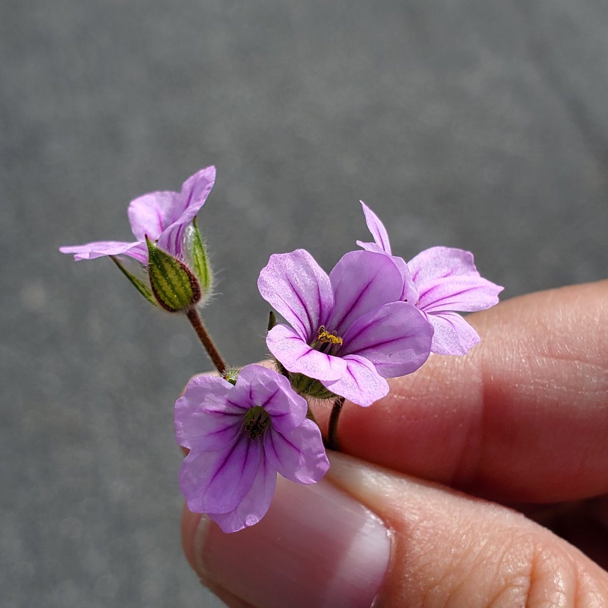 katydidscribe's tweet photo. Headed south today to search for a super bloom. Maybe not quite that, but still a lovely day out doors. https://t.co/HDgTi8n0I5
