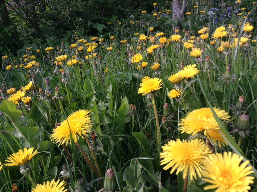 The relentless over-mowing of green public spaces is underway again. Dandelions, celandines, clover - humming with life, lifelines for pollinators - mown into ‘neat &amp; tidy’ deserts. Who wants their council to #SayNoToTheMow and restore nature instead? More bit.ly/3e6t4lt