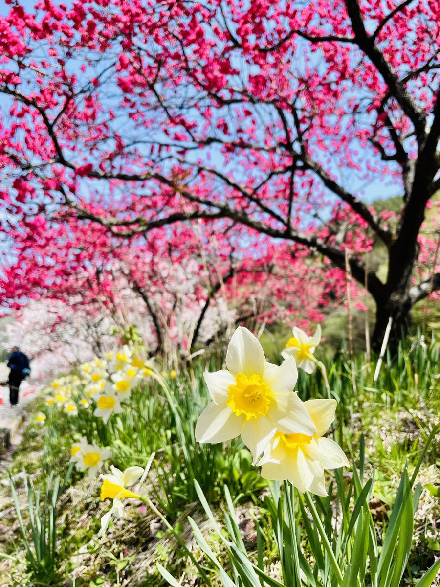 花桃の里 長野県