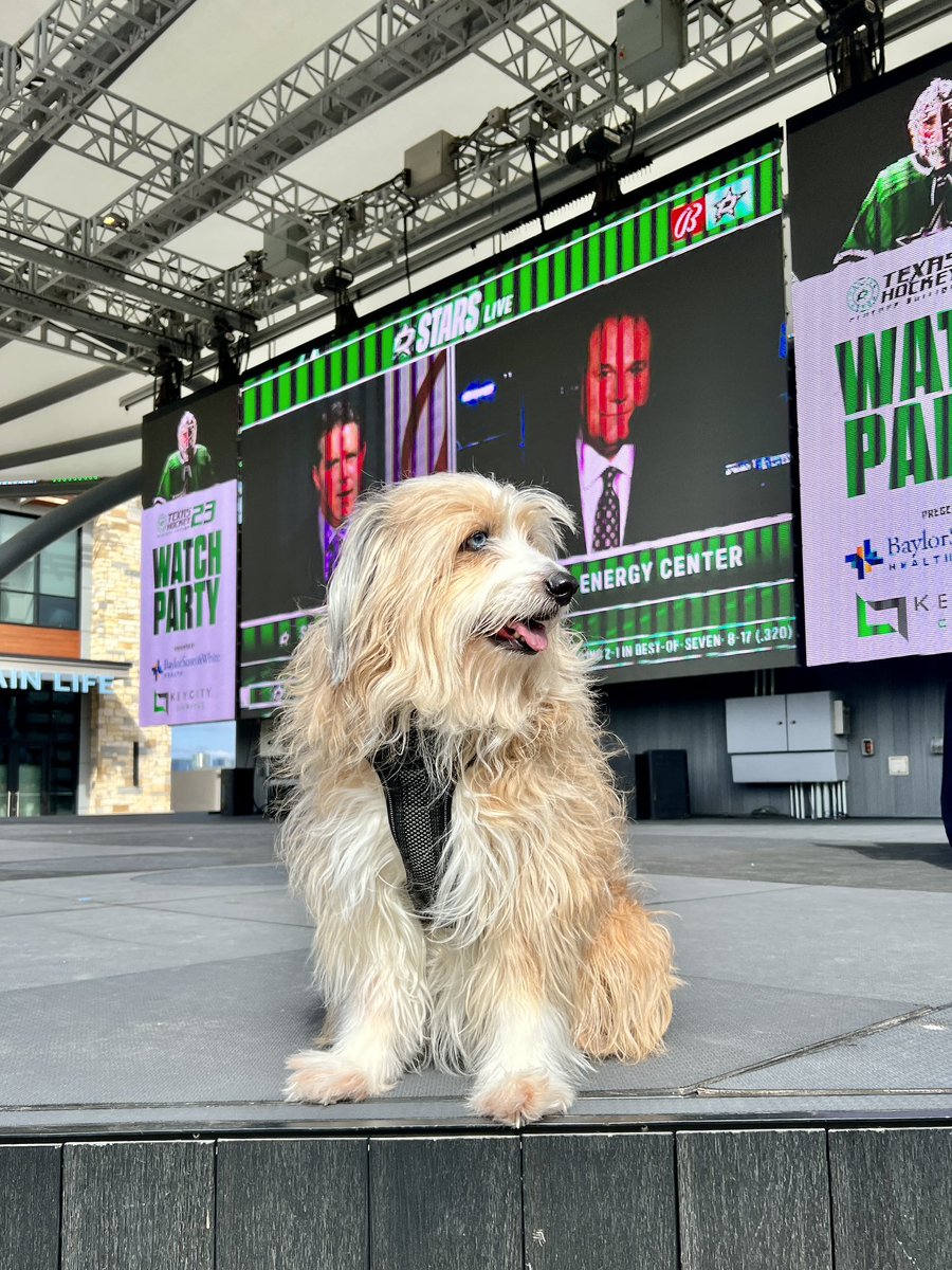 bdougherty1102's tweet photo. @DallasStars Watch Party at @GrandscapeTX Letβs Go Stars! #tobydog #texashockey #NHLPlayoffs https://t.co/JWyS6HKxBr