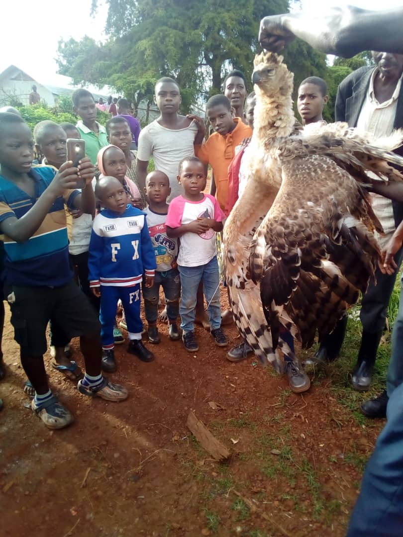 Red Pepper Uganda on Twitter "DEADKing Eagle (ishamba) Nailed! ugwildlife MAAIF_Uganda"