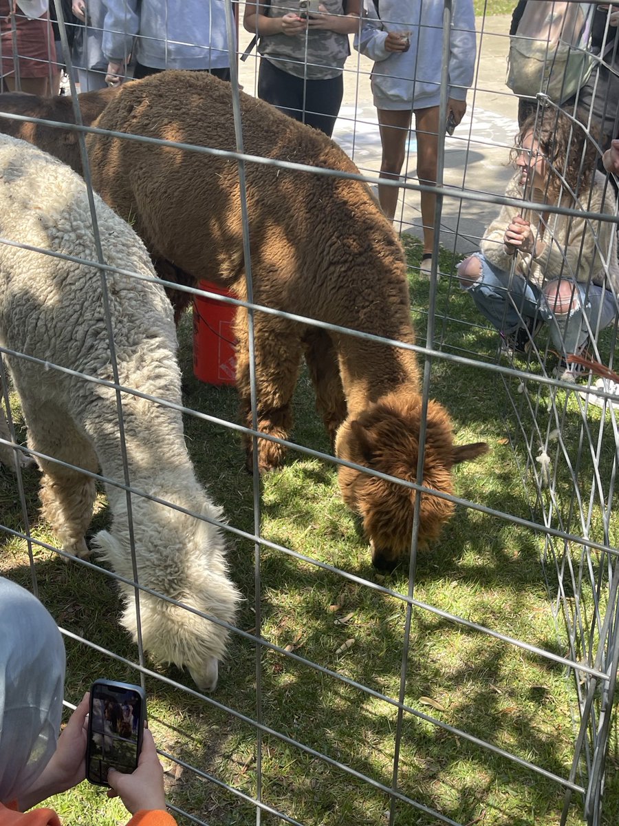 Salisbury University SGA tweet media