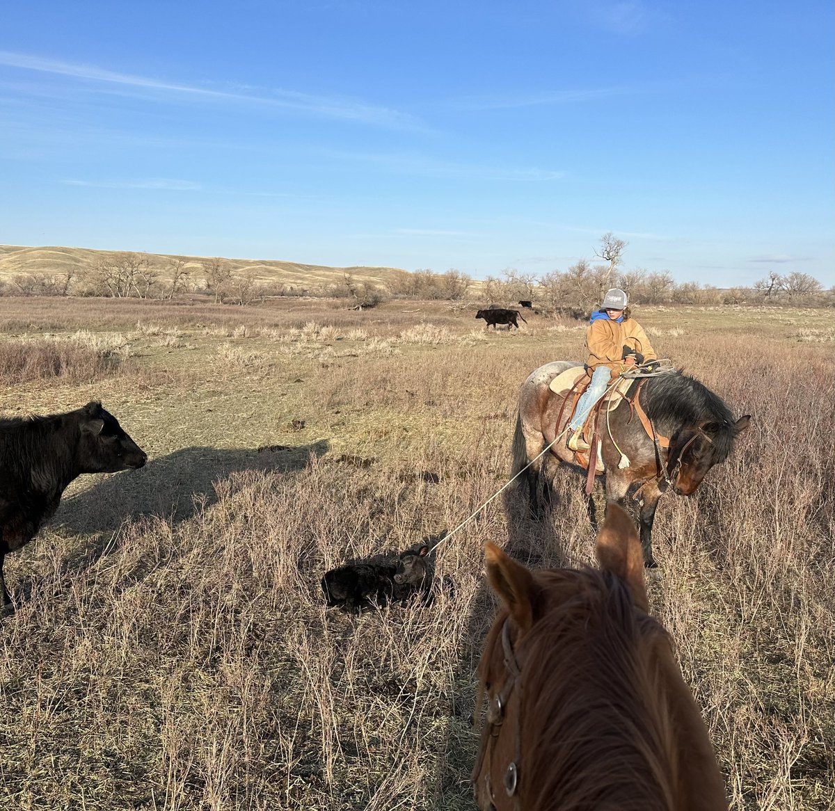 Mona Howe tweet media