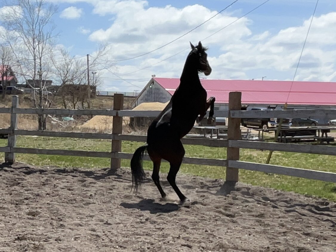 HL2002NS's tweet photo. No Shui Jose enjoying the sun and a day off. #noshuijose #lotsofenergy #truroraceway #harnessracing https://t.co/Jvj2iPWl2Q