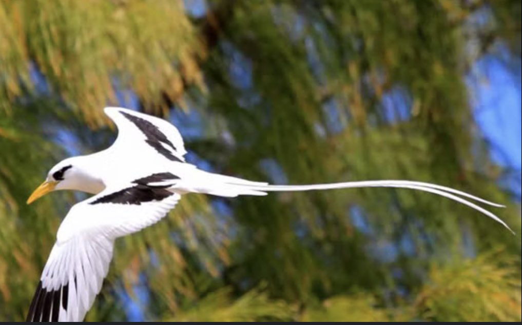 Reunion Island; tropicbird. Phaethon lepturus 🦢