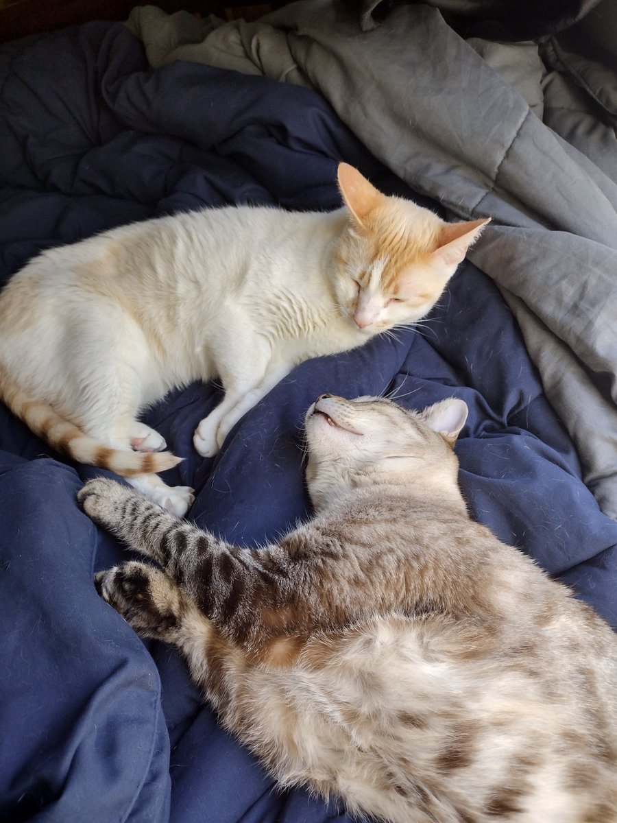 Memes to Show Your Cat tweet media