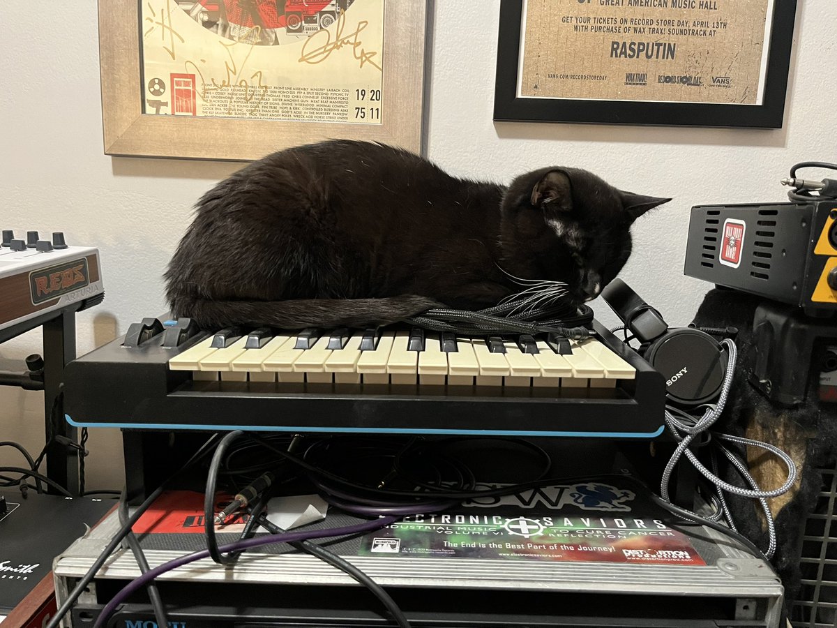 adrianhalo82's tweet photo. #synthcat https://t.co/R8SmvZHGb8