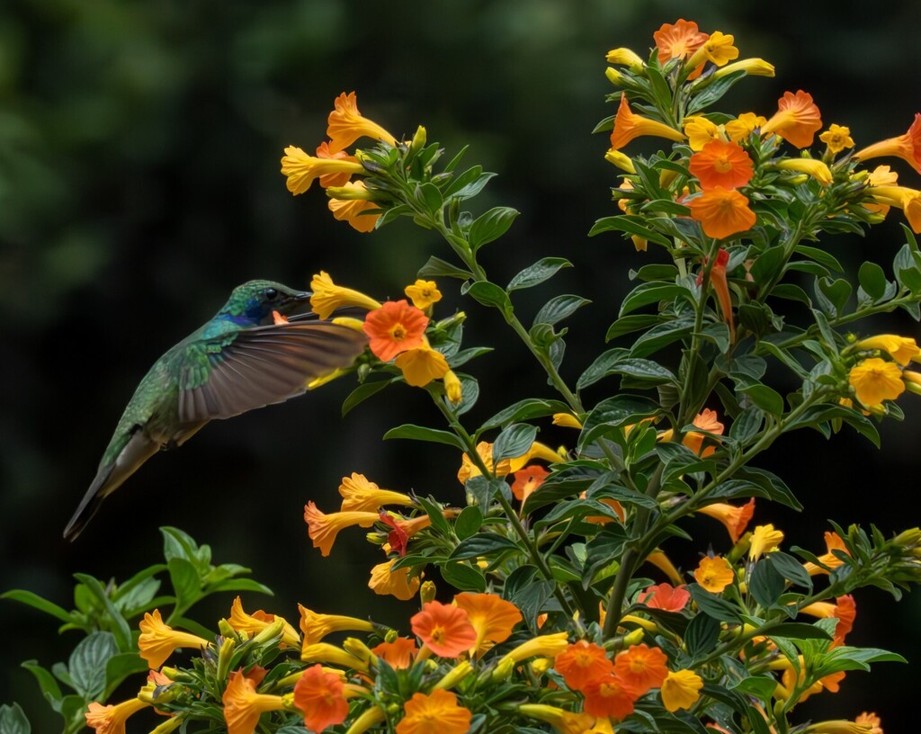 Mr. Hummingbird
.
.
.
.
.
.
#podium #vero #pictas #raw #pixeo #raw_allnature #Raw_wildlife #raw_depthoffield #raw_country #Naturegang #hummingbird #birds__captures #birds #hummingbird_moments instagr.am/p/CrZQk5-OOgb/