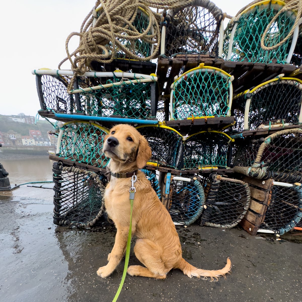 Finlay checking out #WhitbyHarbour for a day out at the #seaside #goldenretriever #puppyphotos #northyorkshire #goldenpuppy #harbour #seasideharbour #fishing #fishboating #fishingpots #puppywalks #whitby #yorkshire #daysout #yorkshiredaysout #redmoonshine
