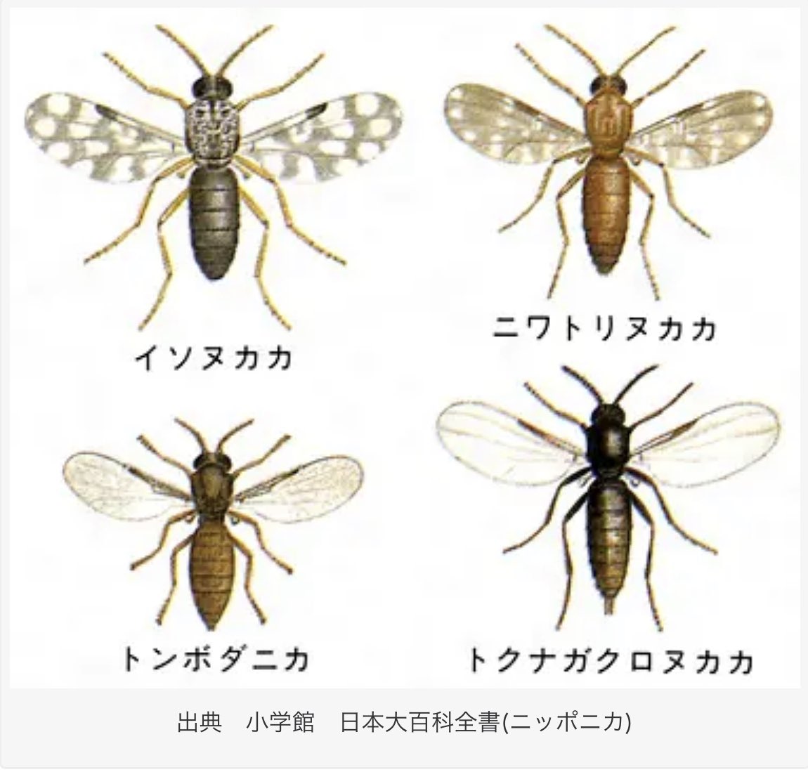 ChannelAkatsuki's tweet photo. QEDの天敵「ヌカカ」の繁殖抑止に石灰が良いそう。QED全域に石灰撒いてくれないかねぇ。 https://t.co/ugrPTNS0ZY