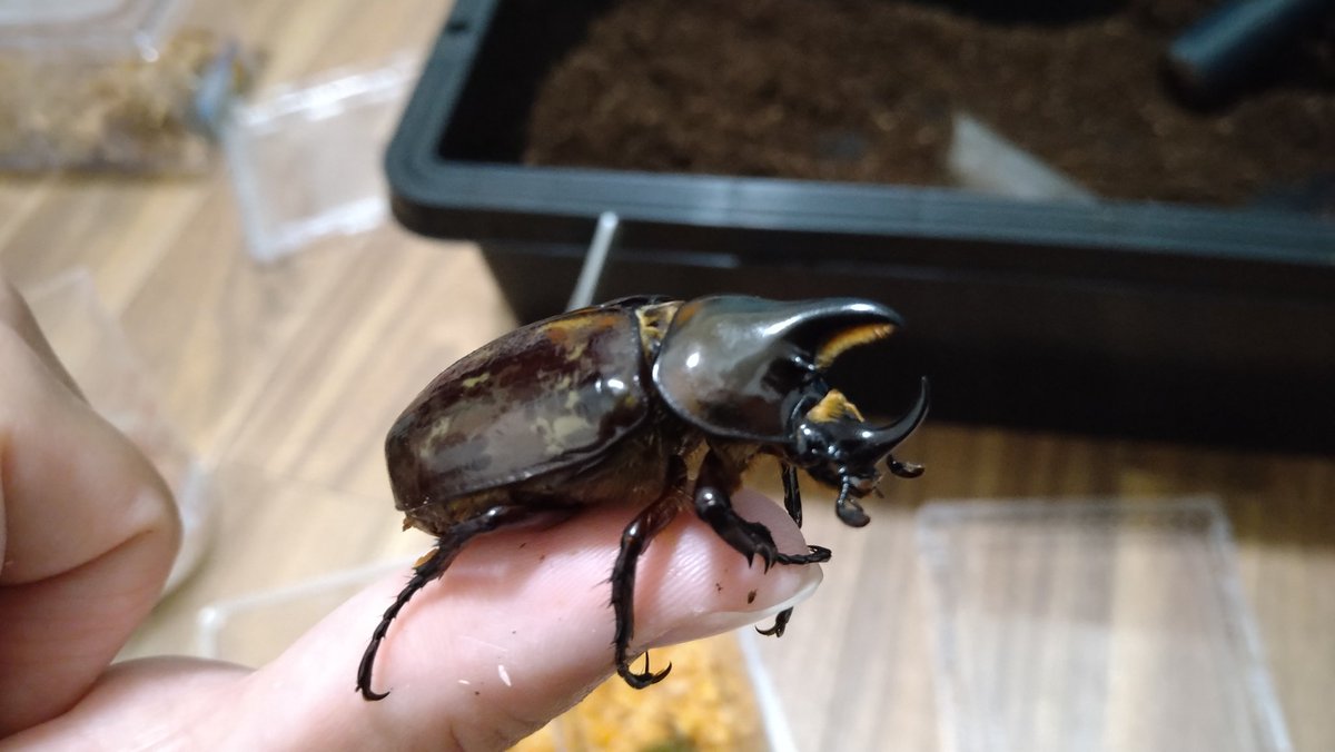 Limp_Mizukit's tweet photo. インセクトディスカバリーにて購入したティティウスシロカブト
かわいい https://t.co/6rmUkeIBhF