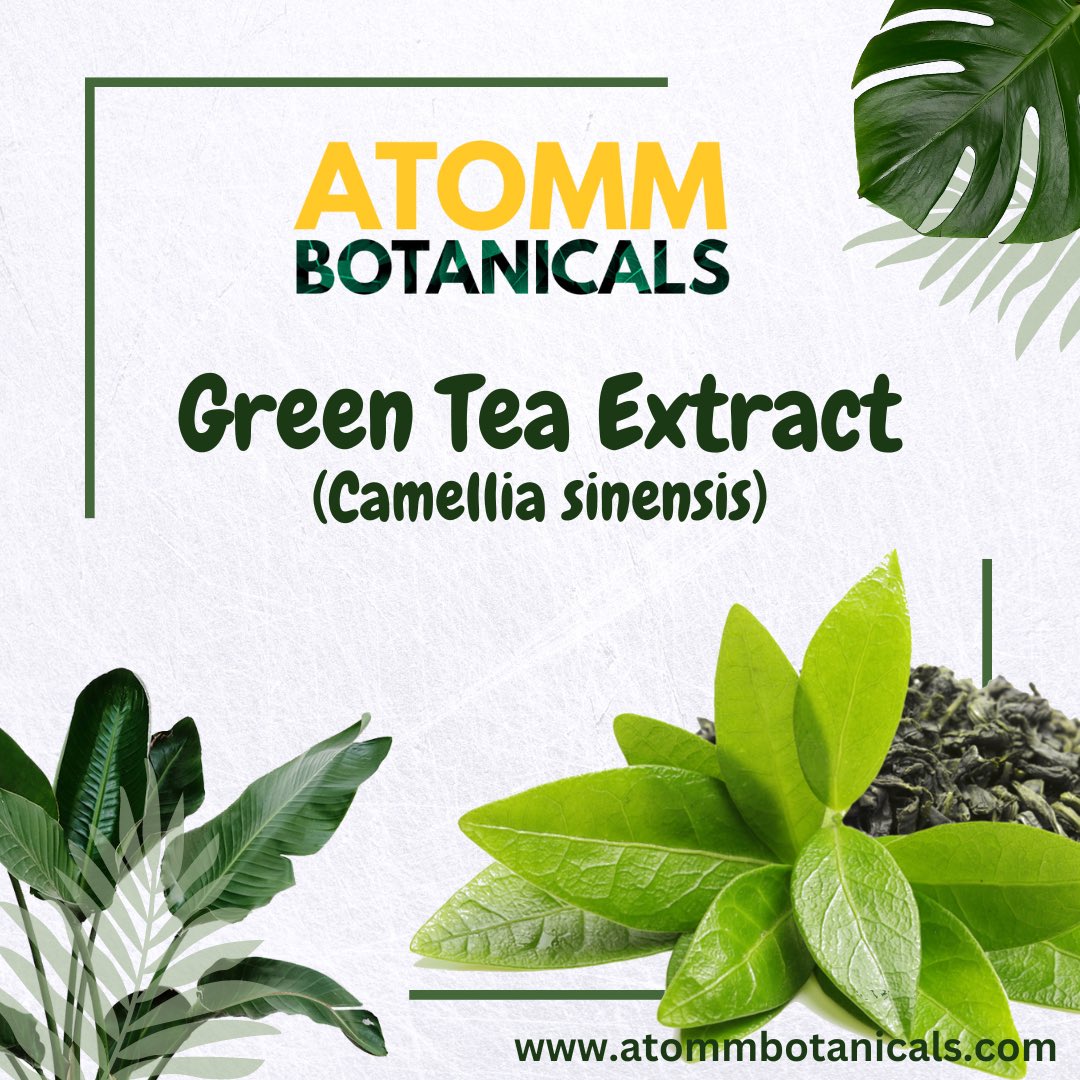 atommbotanicals's tweet image. Green Tea Extract Supplier In India - Atomm Botanicals #atommbotanicals #greentea #greenteaextract #botanicaledtracts