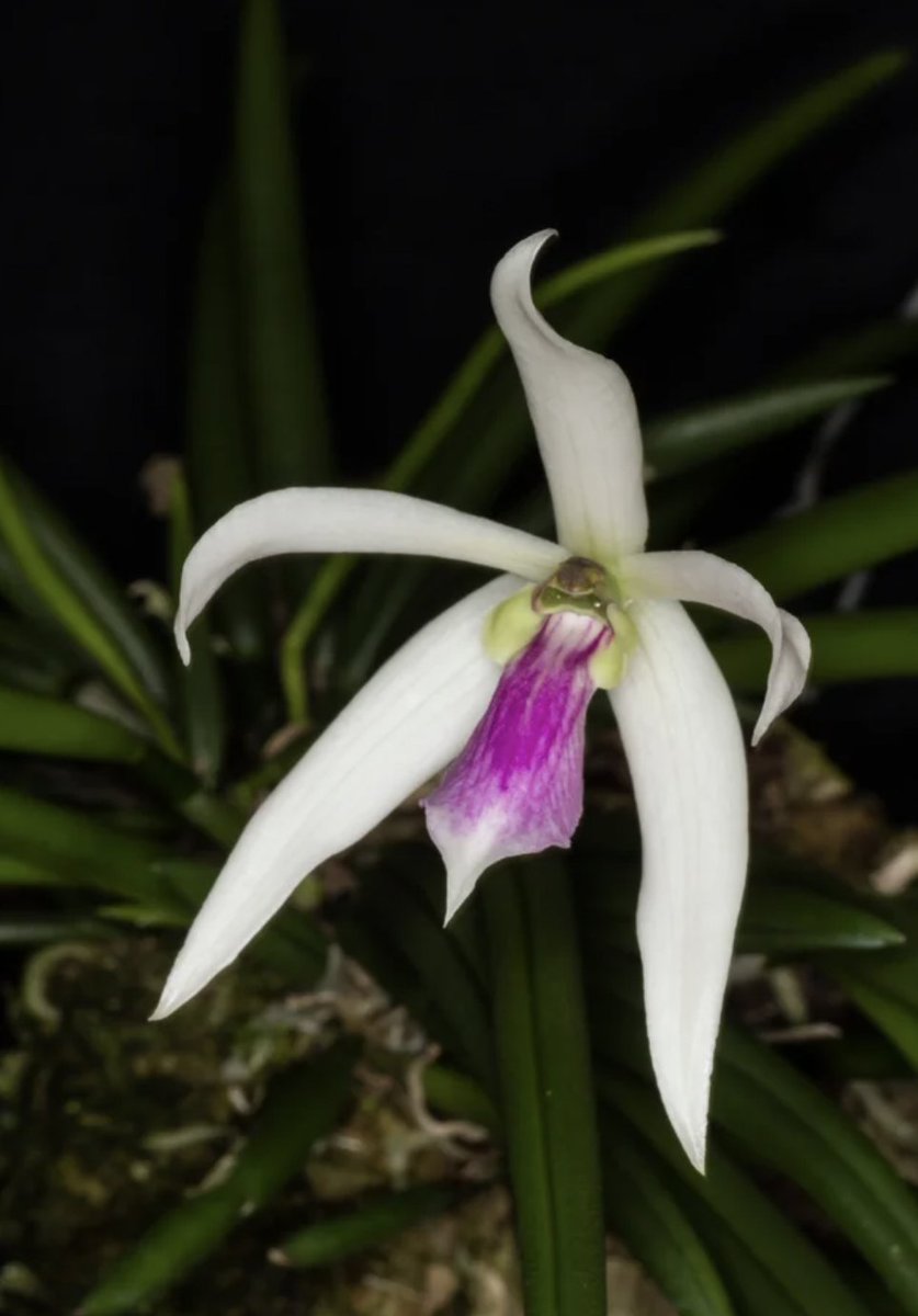 brooksideorchid's tweet photo. Leptotes bicolor X sib 2"
#leptotesorchid #leptotes #orchid #orchids #sforchids #brooksideorchids #brooksidegardens https://t.co/K4UnfzaE2j