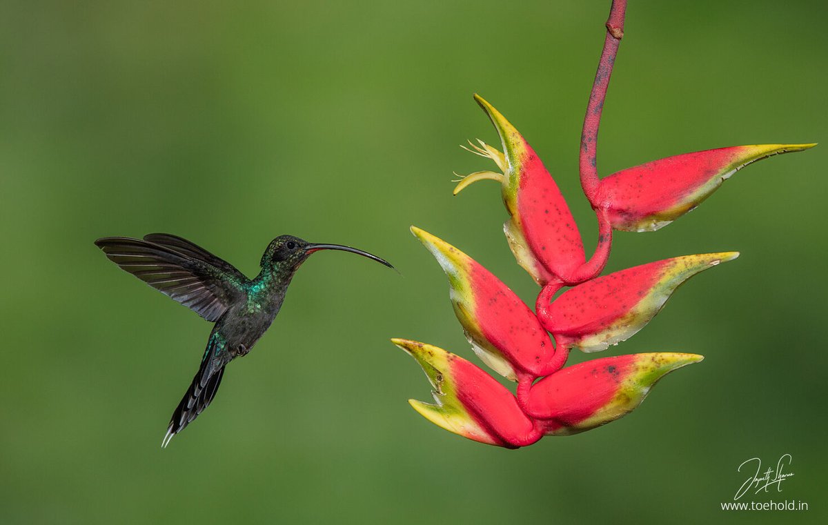 Jayanth_Sharma's tweet photo. The gorgeous Green Hermit (Male) #Hummingbird photographed in the #Cloudforests of #Costarica

#ToeholdPhotoTravel #SonyAlphaIn https://t.co/y4ctbPLv51