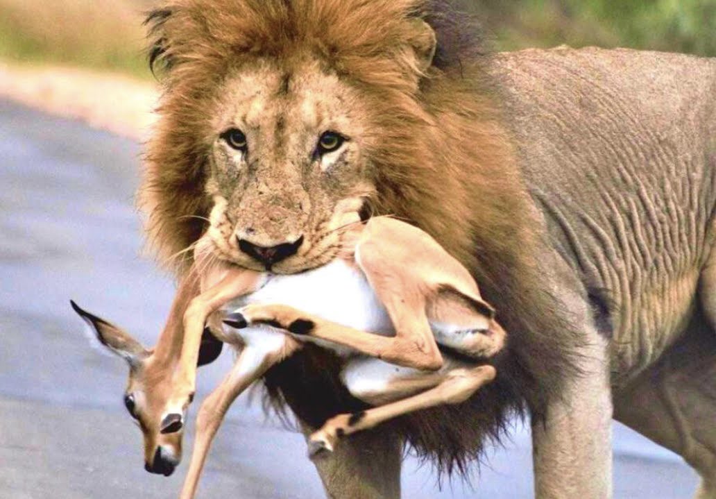 Kahatapitiya's tweet image. Weaker one becomes prey to the stronger one. 😔

Is this scenario only limited to animals?

#Dominance #dominates #democracy  #HumanRights