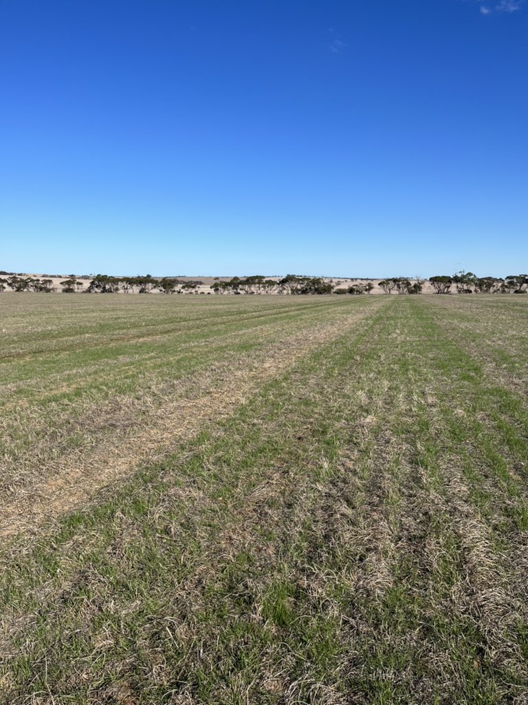 New farms have their challenges, this one being ryegrass… not ideal coming out of a lentil phase going into wheat..